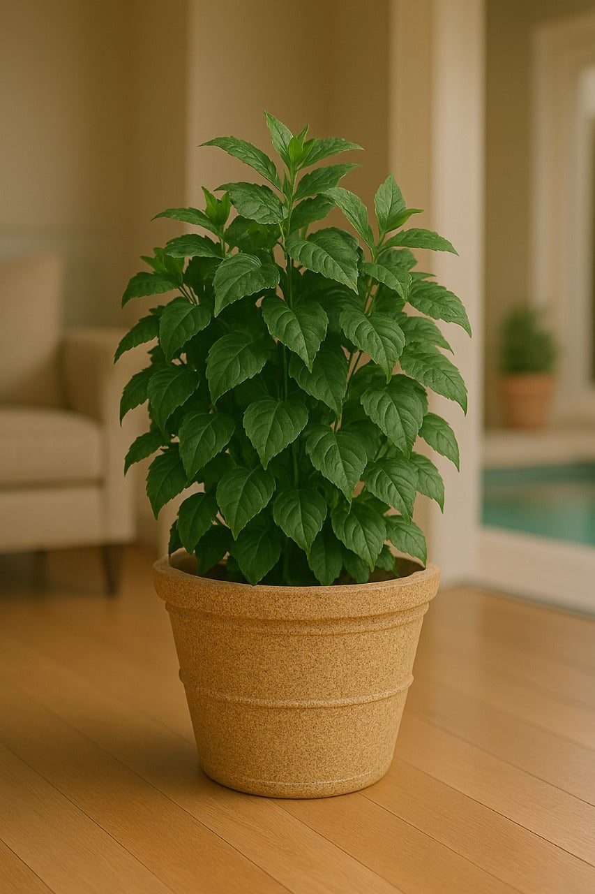 INDOOR PLANTERS
